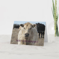 Niedliche Schwarzweiss-Kuh danken Ihnen - Ranch