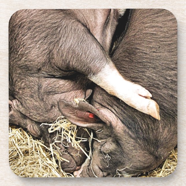 NIEDLICHE SCHWEINE GETRÄNKEUNTERSETZER (Vorderseite)