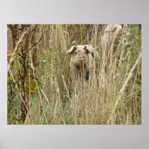 Niedliche Schweineblatte Poster