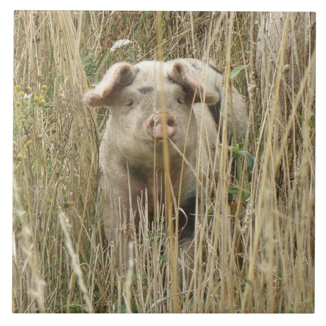 Niedliche Schweineteile Fliese (Vorderseite)