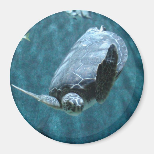 Niedliche Seeschildkröteschwimmen im Ozean Magnet (Vorne)