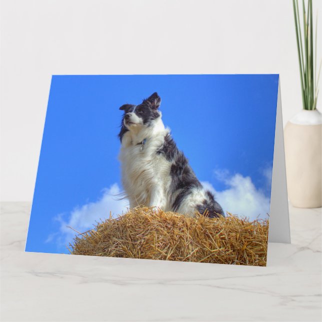 Niedliche Sommer-Border-Collie Karte (Vorderseite)