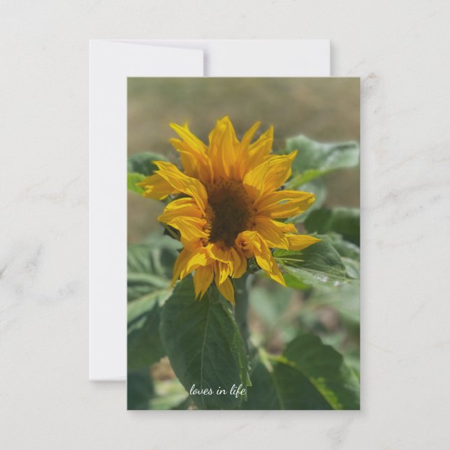 Niedliche Sonnenblume Mitteilungskarte (Vorderseite)