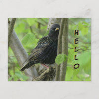 Niedliche Starling Cust. HELLO Postcard