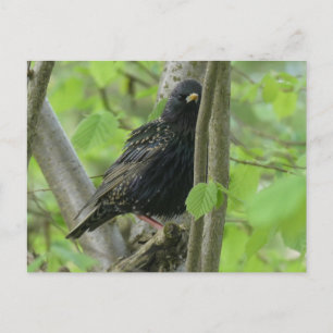 Niedliche Starling DIY Postkarte