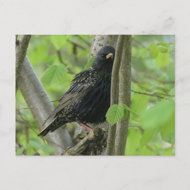 Niedliche Starling DIY Postkarte (Vorderseite)