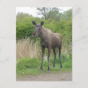 Niedliche Stehende Elch DIY Postkarte