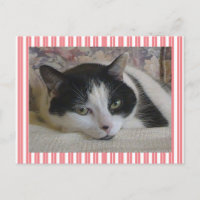 Niedliche Streifen der weißen Katze Rosa