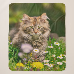 Niedliche Tabby Maine Coon Kitten Cat Animal Head Sherpadecke