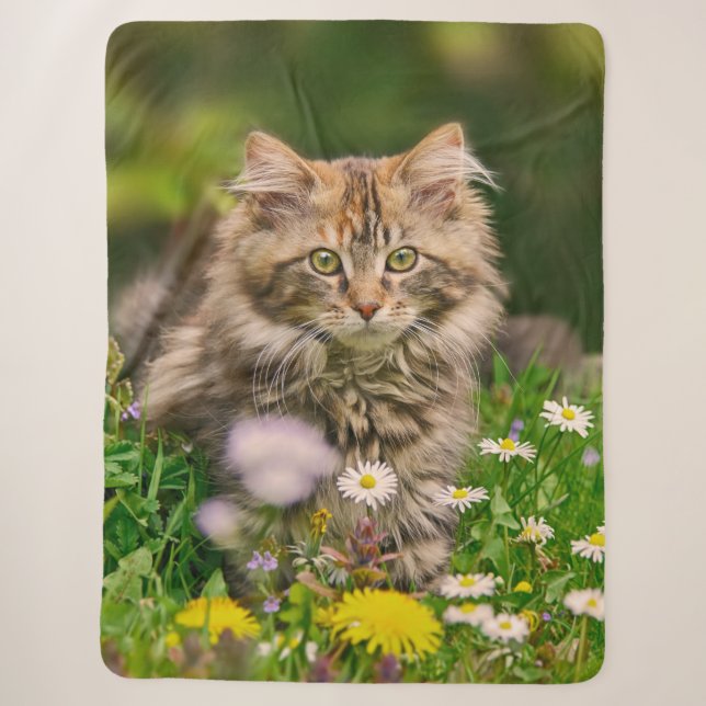 Niedliche Tabby Maine Coon Kitten Cat Animal Head  Sherpadecke (Vorderseite)