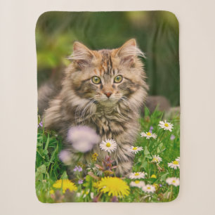 Niedliche Tabby Maine Coon Kitten Cat Animal Head  Sherpadecke