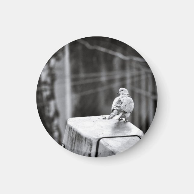 Niedliche Taube Magnet (Vorne)