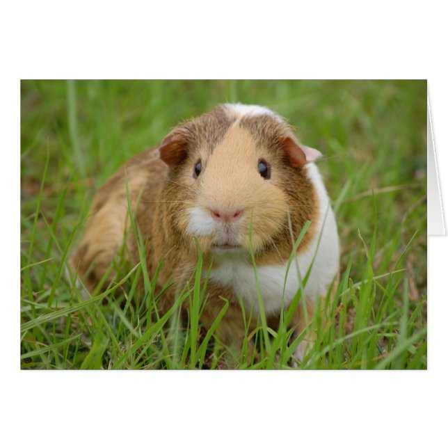Niedliche, trifarbige Guinea Schweinefleisch aus g (Vorderseite (Horizontal))
