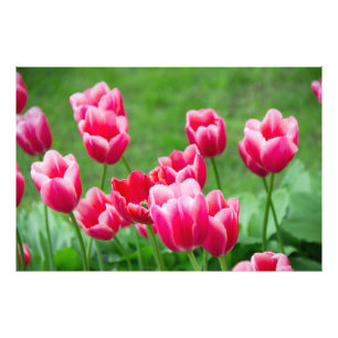Niedliche Tulips im Garten Fotodruck