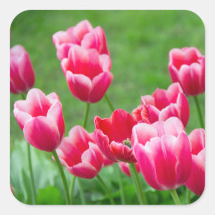 Niedliche Tulips im Garten Quadratischer Aufkleber