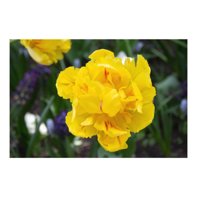 Niedliche Tulpen im Garten Fotodruck (Vorne)