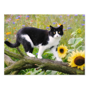 Niedliche Tuxedo-Katze auf einem Baumzweig mit Son Fotodruck