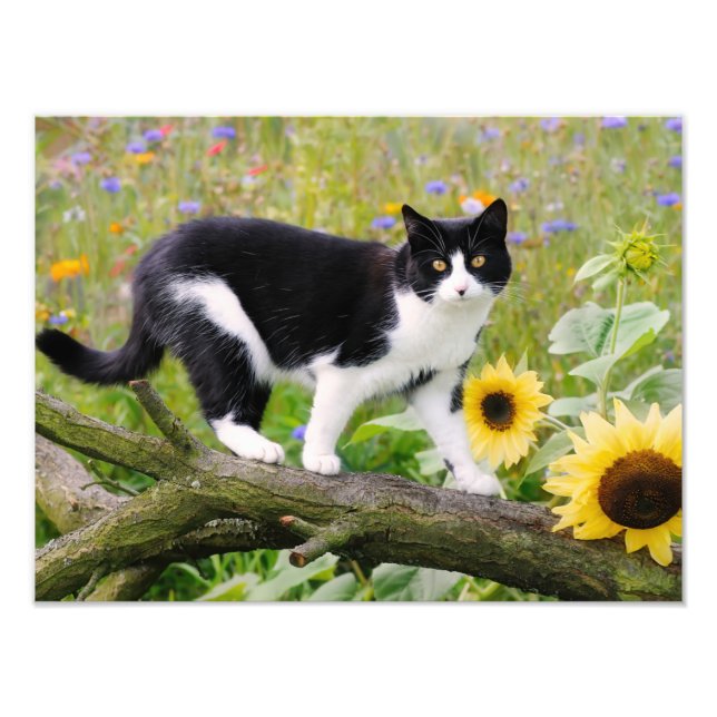 Niedliche Tuxedokatze auf einem Baumzweig mit Sonn Fotodruck (Vorne)