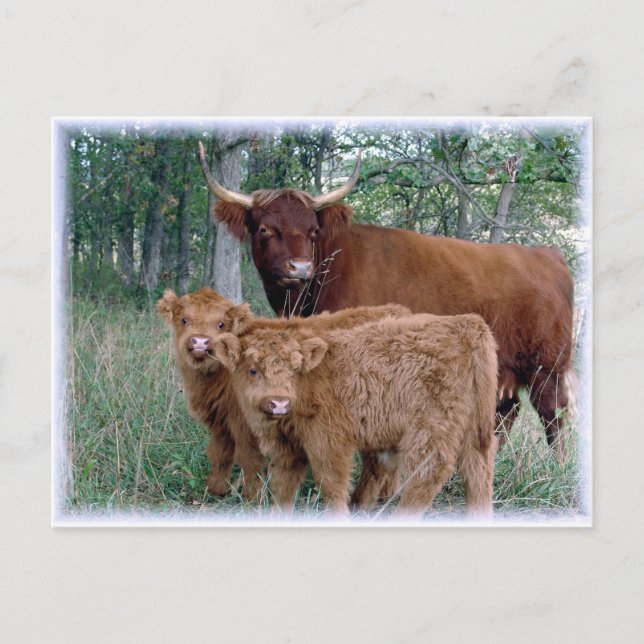 Niedliche und adorable fettige Highland-Kälber Postkarte (Vorderseite)