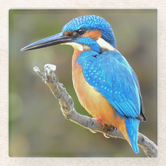 Niedliche und farbenfrohe Kingfisher oder Alcedini Glasuntersetzer (Vorderseite)