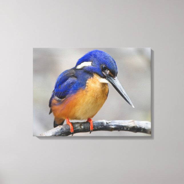 Niedliche und farbenfrohe Kingfisher oder Alcedini Leinwanddruck (Vorderseite)