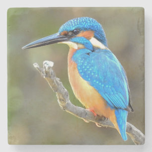 Niedliche und farbenfrohe Kingfisher oder Alcedini Steinuntersetzer
