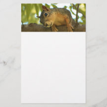 Niedliche und merkwürdige Eichhörnchenfotografie