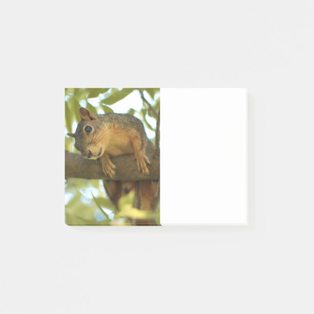 Niedliche und merkwürdige Eichhörnchenfotografie Post-it Klebezettel (Vorderseite)