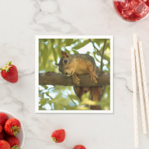 Niedliche und merkwürdige Eichhörnchenfotografie