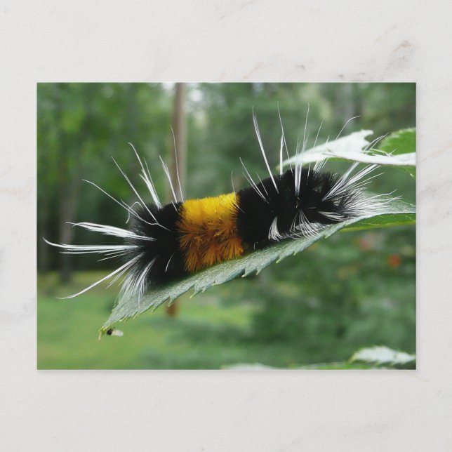 Niedliche verschwommene Raupe Postkarte (Vorderseite)