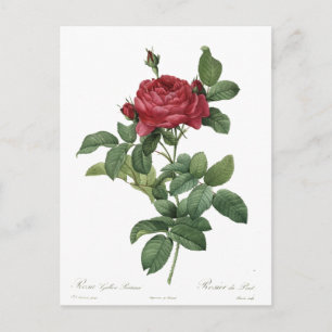 Niedliche Vintage Rose Botanische Schöne Blüte Postkarte