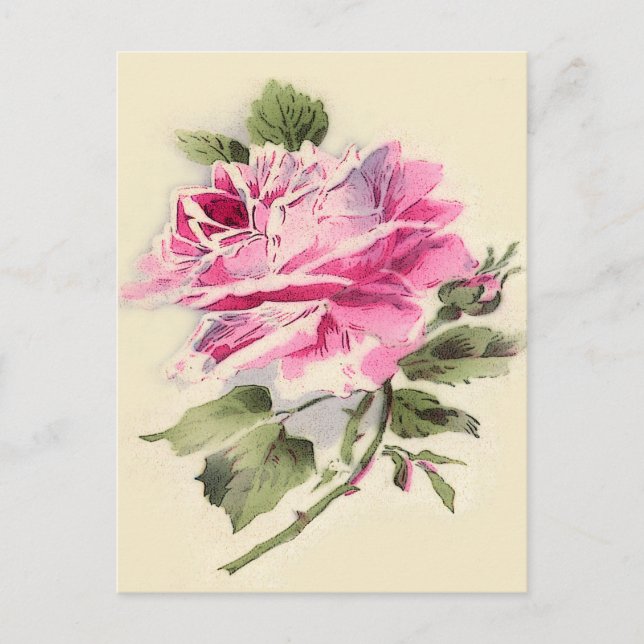 niedliche Vintage Rose Postkarte (Vorderseite)