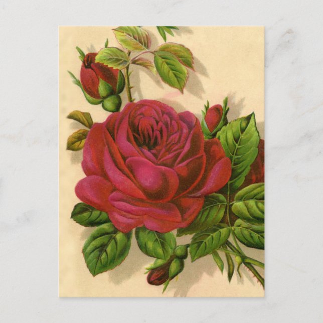 niedliche Vintage Rose Postkarte (Vorderseite)