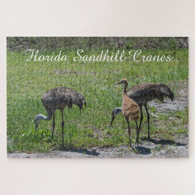 Niedliche Vögel Florida Sandhill Krane Landschaftl (Horizontal)