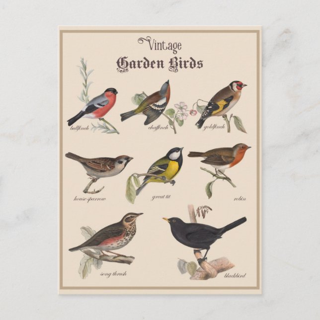 Niedliche Vögel im Vintagen Garten Postkarte (Vorderseite)