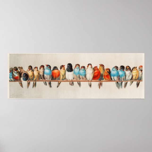 Niedliche Vögel Poster (Vorne)