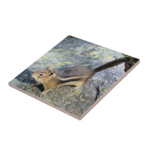 Niedliche Waldchipmunk-Nagetier-Tier-Fotografie Fliese