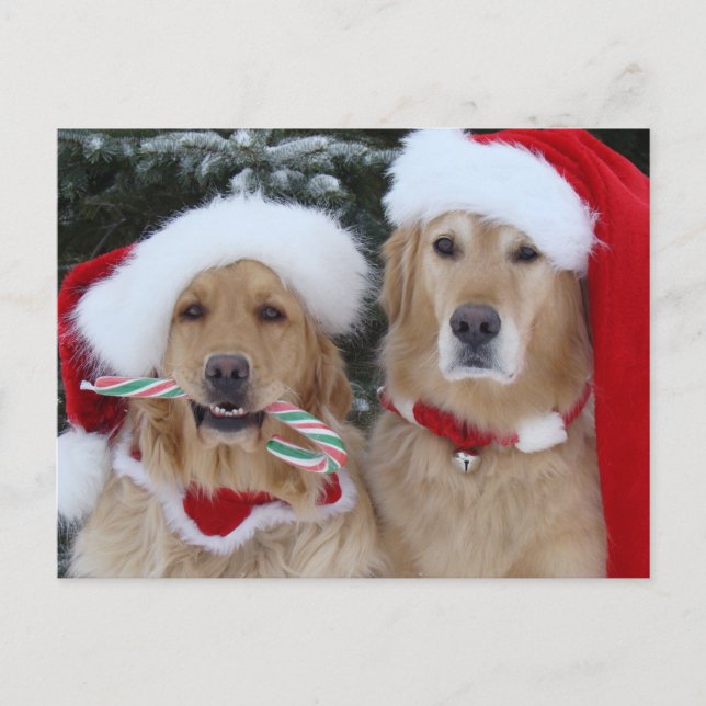 Niedliche Weihnachtsfeiertage Feiertagspostkarte (Vorderseite)