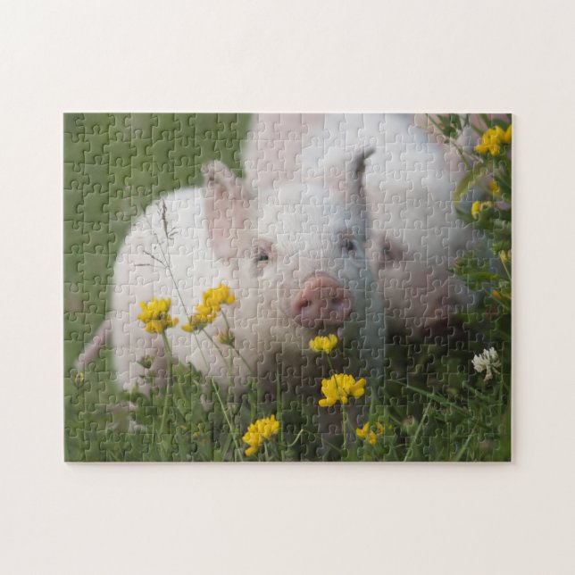 Niedliche weiße Ferkel in den gelben Blumen - (Horizontal)