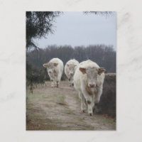 Niedliche Weiße Kühe DICHTE Postkarte