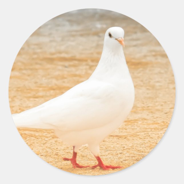 Niedliche Weiße Taube Runder Aufkleber (Vorderseite)