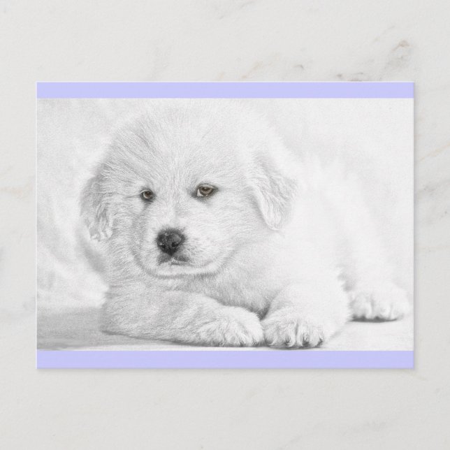 Niedliche weiße Welpen-Postkarte Postkarte (Vorderseite)