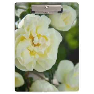 Niedliche Weißrosen für positive Klemmbrett