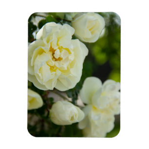 Niedliche Weißrosen für positive Magnet