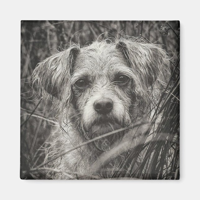 Niedliche Welpe Black and Whie Portrait Fotografie Magnet (Vorne)