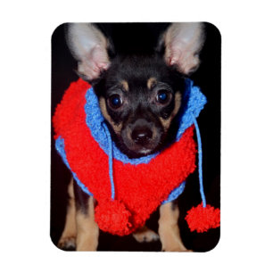 Niedliche Welpe in Red Wool Sweater Magnet