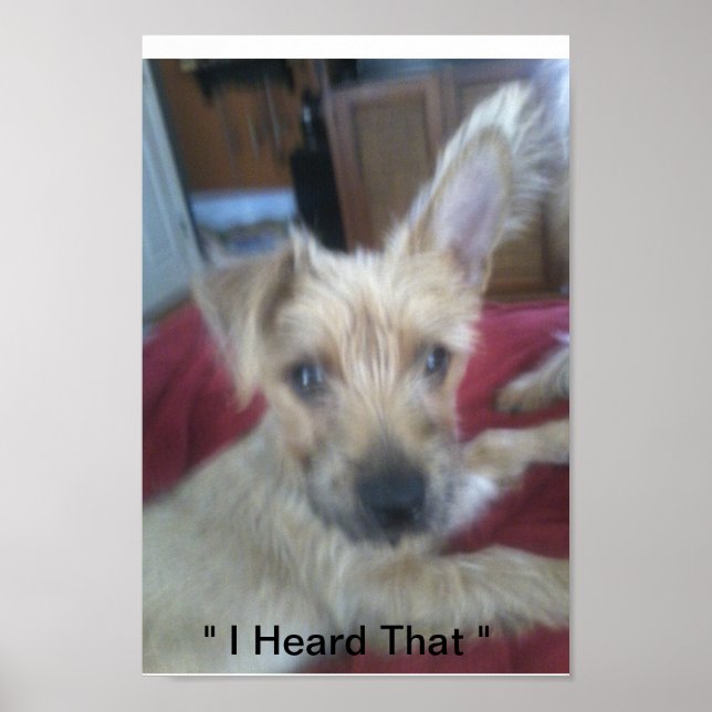 niedliche Welpen Poster (Vorne)