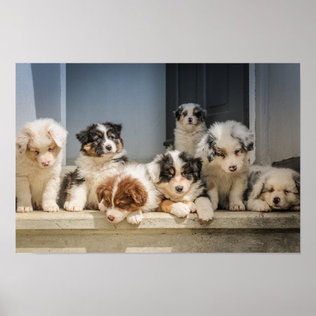 Niedliche Welpen Premium Leinwand (Glanz) Poster (Vorne)