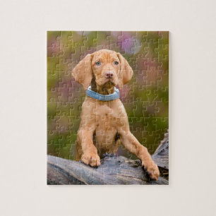 Niedliche Welpen ungarisch Vizsla Dog Welpe Foto -