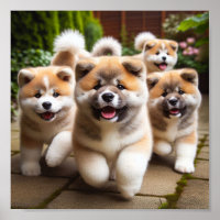 niedliche Welpen von Akita